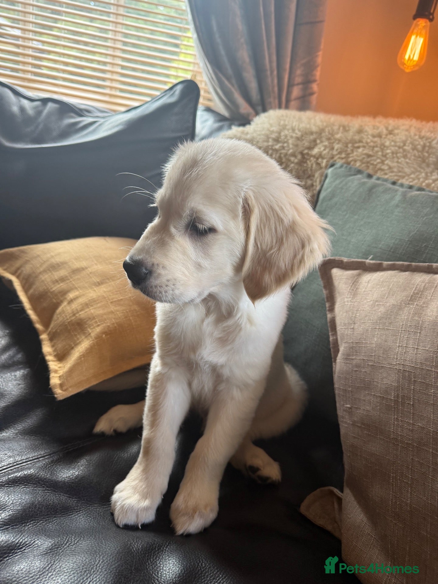 Golden Retriever dogs 🎃🧡KC Platinum Boy READY TO GO🧡🎃 - Advert 2