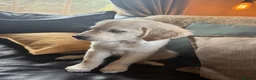 Golden Retriever dogs for sale: READY NOW Royal Kennel Club Boy - Advert 2
