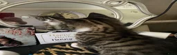 Mixed Breed cats for sale: Mixed breed bengal kitten for sale  - Advert 3