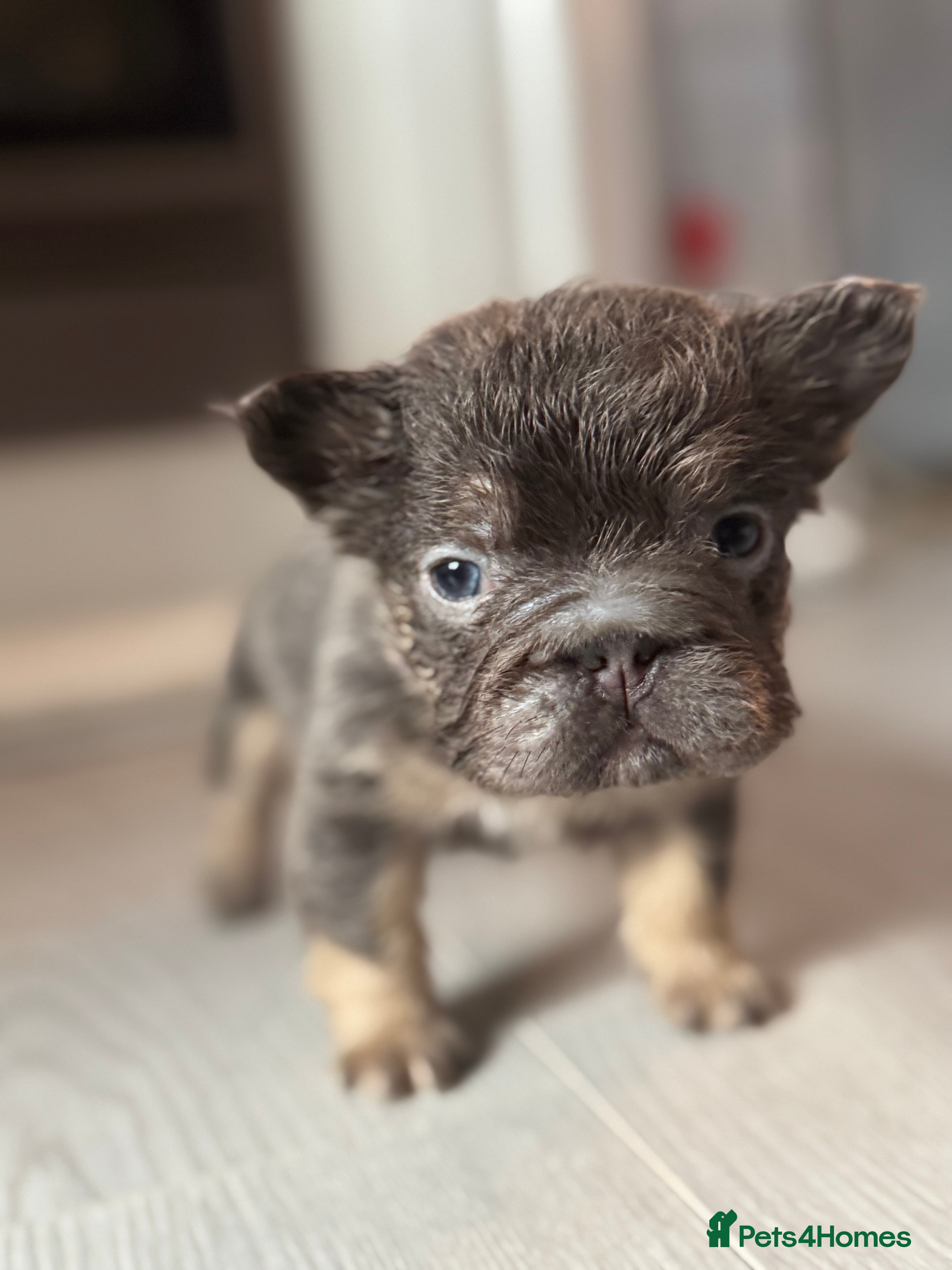 French Bulldog dogs BEAUTIFUL LILAC & TAN FLUFFY GIRL CARRYING TESTABL - Advert 11