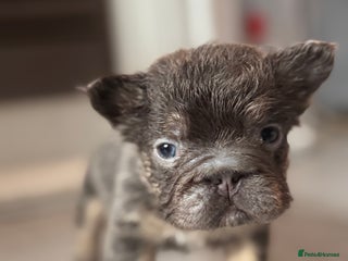 French Bulldog dogs BEAUTIFUL LILAC & TAN FLUFFY GIRL CARRYING TESTABL - Advert 11