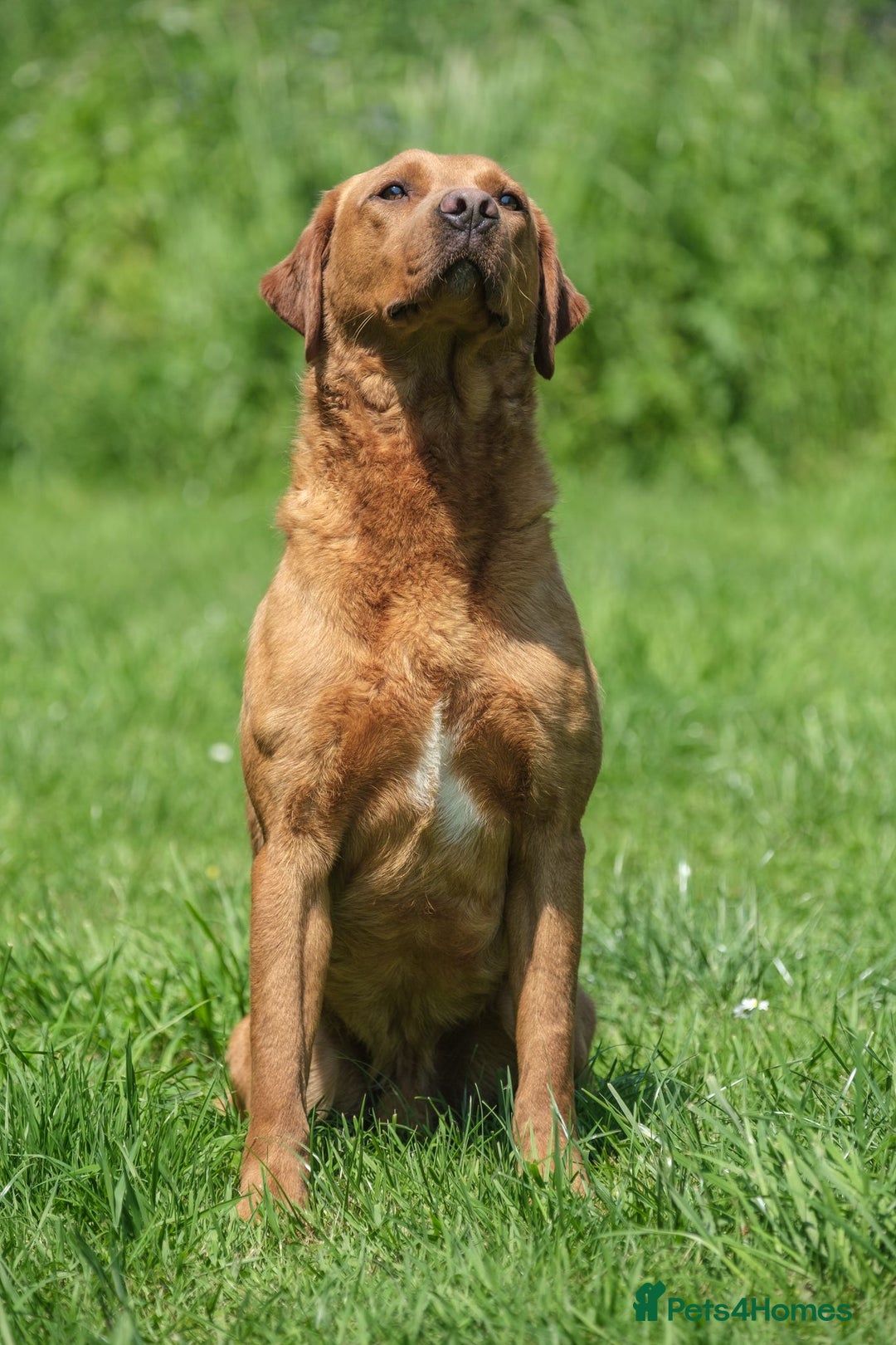 Labrador Retriever dogs for sale: Black/red Labrador pups - Image 17