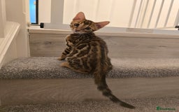 Bengal cats for sale: Stunning bengal kittens READY NOW - Image 15