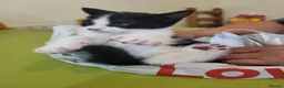 American Shorthair cats for sale: 3 kittens for sale - Advert 3