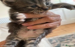 British Shorthair cats for sale: Gorgeous kittens - Image 2