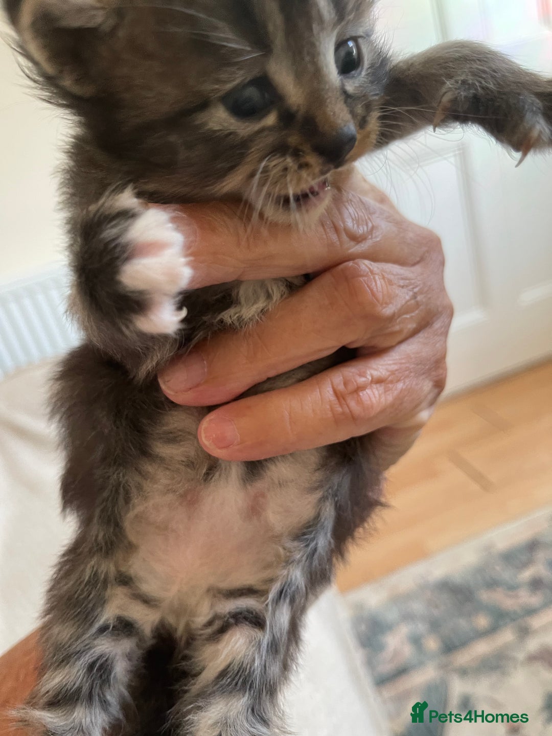 British Shorthair cats for sale: Gorgeous kittens - Image 2