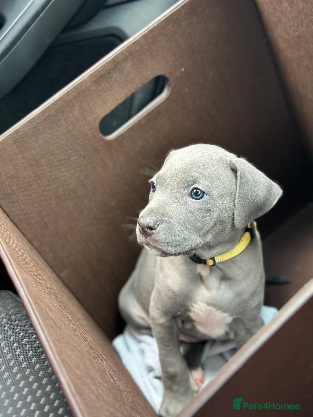 Mixed Breed dogs for sale: Staff x cane corso merle and grey pups for sale  - Image 1