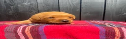 Labrador Retriever dogs for sale: 🧡 Fox Red KC working Labrador’s  in Thetford - Advert 34