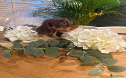 Miniature Dachshund dogs for sale: Ready Now miniature Wirehaired dachshunds - Image 7