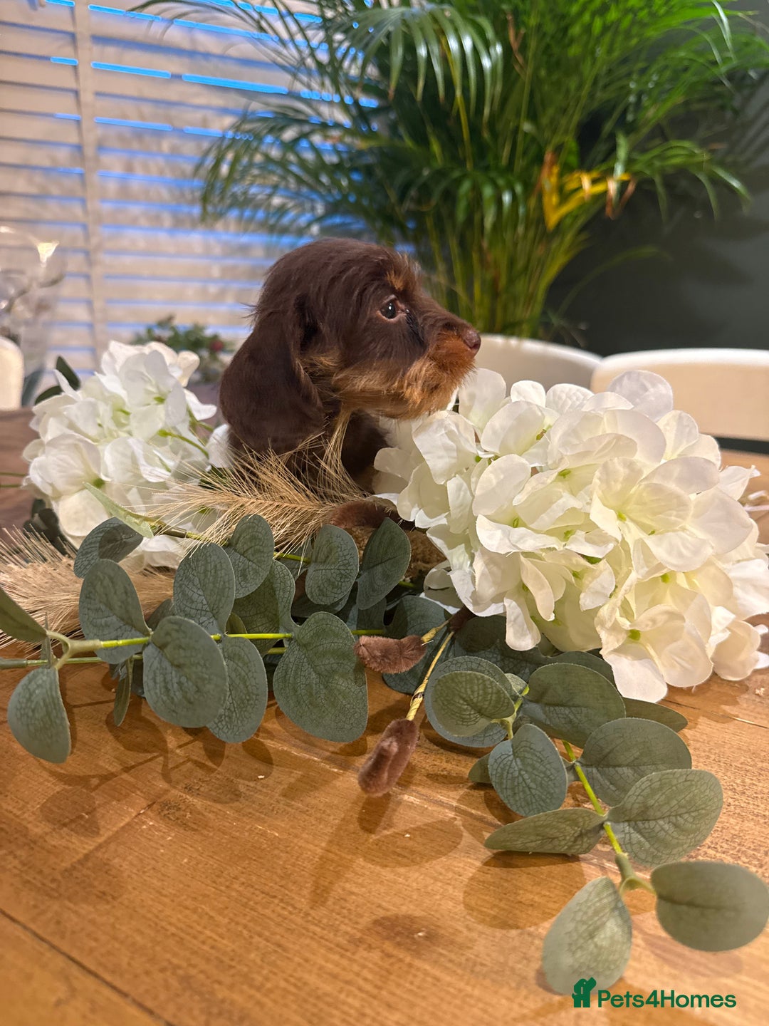 Miniature Dachshund dogs for sale: Ready Now miniature Wirehaired dachshunds - Image 7