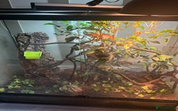 Chameleon reptiles for sale: Female Panther chameleon - Image 2