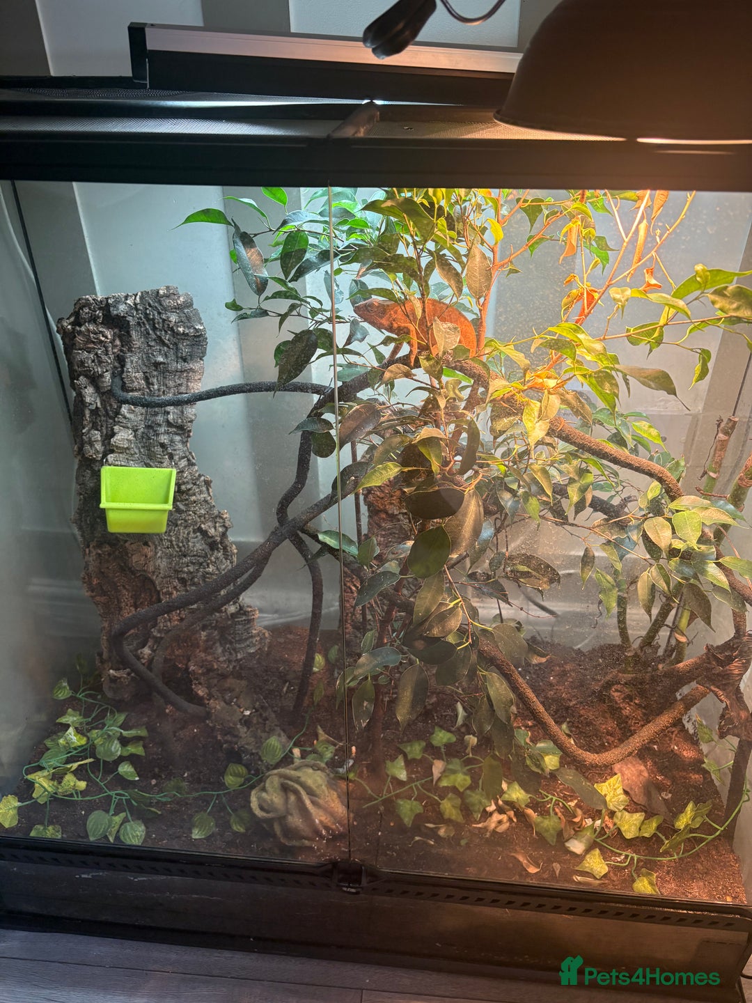 Chameleon reptiles for sale: Female Panther chameleon - Image 2