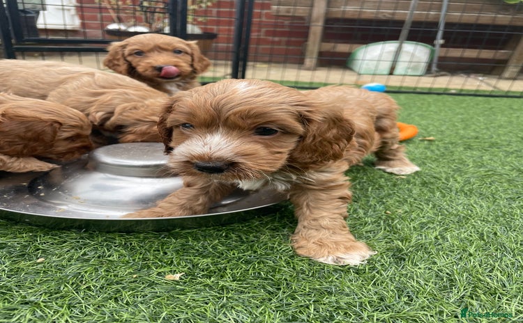 Cockapoo dogs - Advert 7