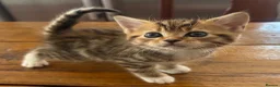 Maine Coon cats for sale: Maine Coon cross kittens for sale in Whitchurch - Advert 6