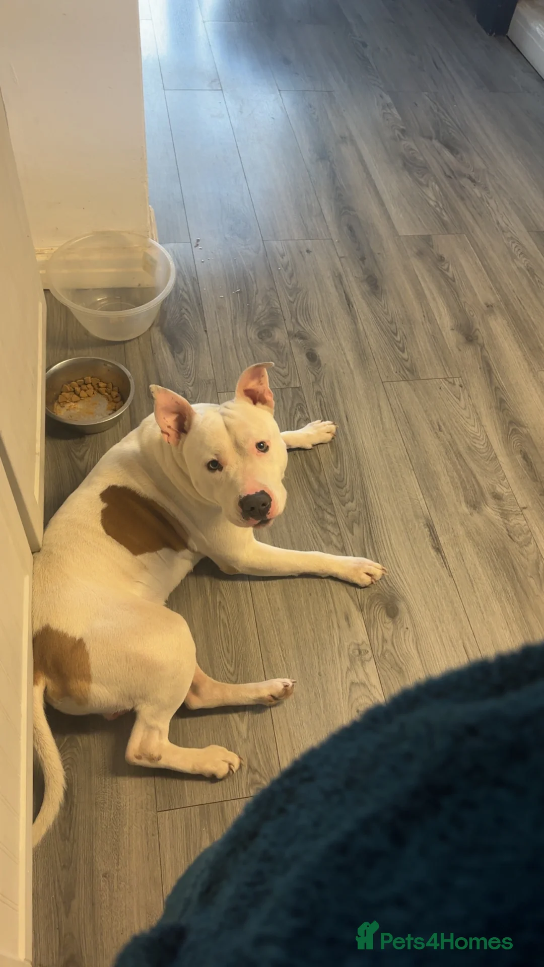 Staffordshire Bull Terrier dogs for sale: Rehoming  in Stockport - Advert 2