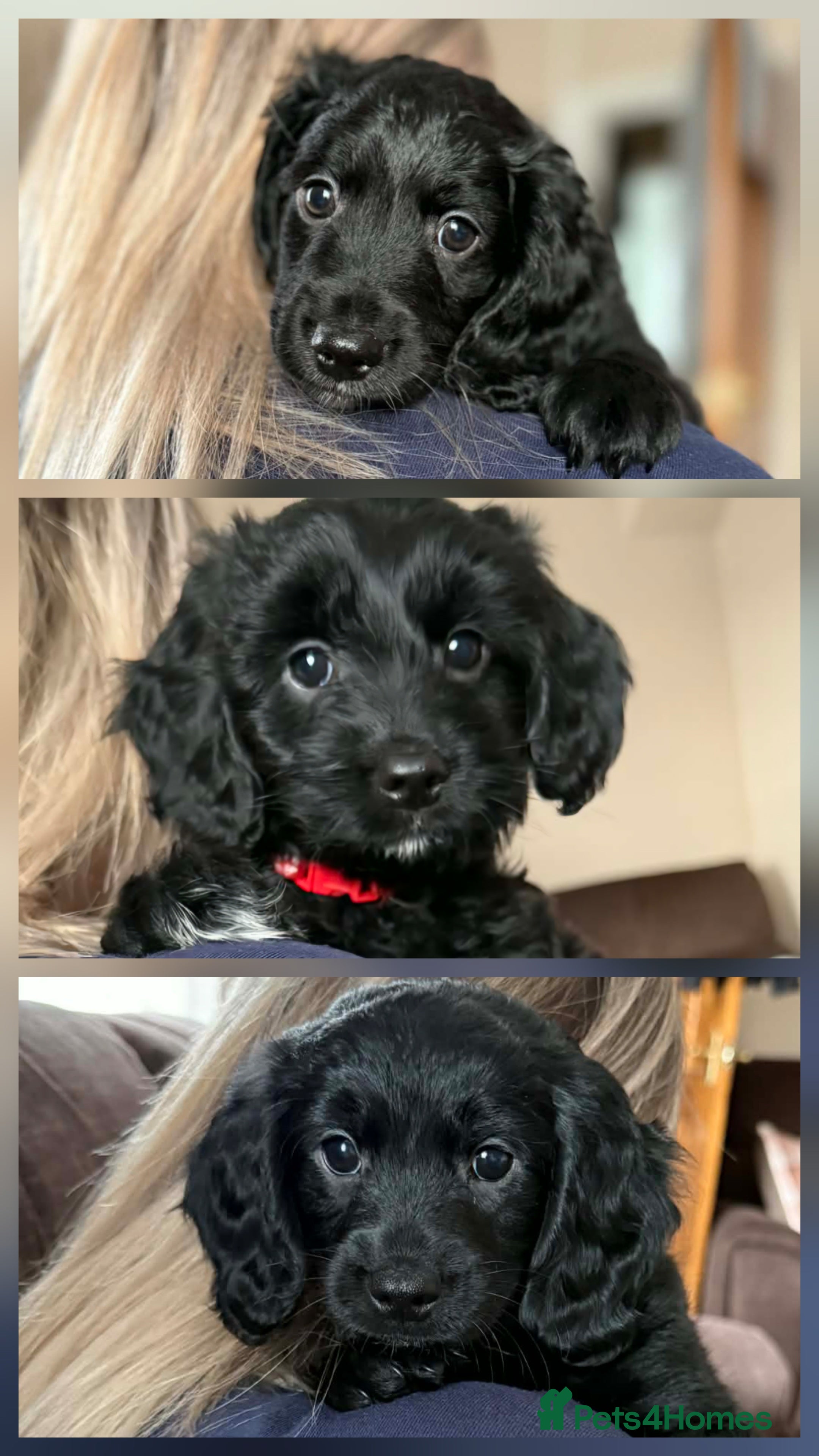 Mixed Breed dogs Last 3 puppy's Gorgeous cockapoo/Springapoo pups - Advert 1