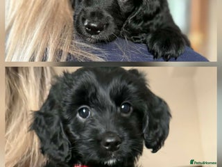 Mixed Breed dogs Last 3 puppy's Gorgeous cockapoo/Springapoo pups - Advert 1