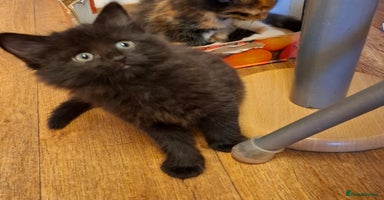 Mixed Breed cats - Advert 14