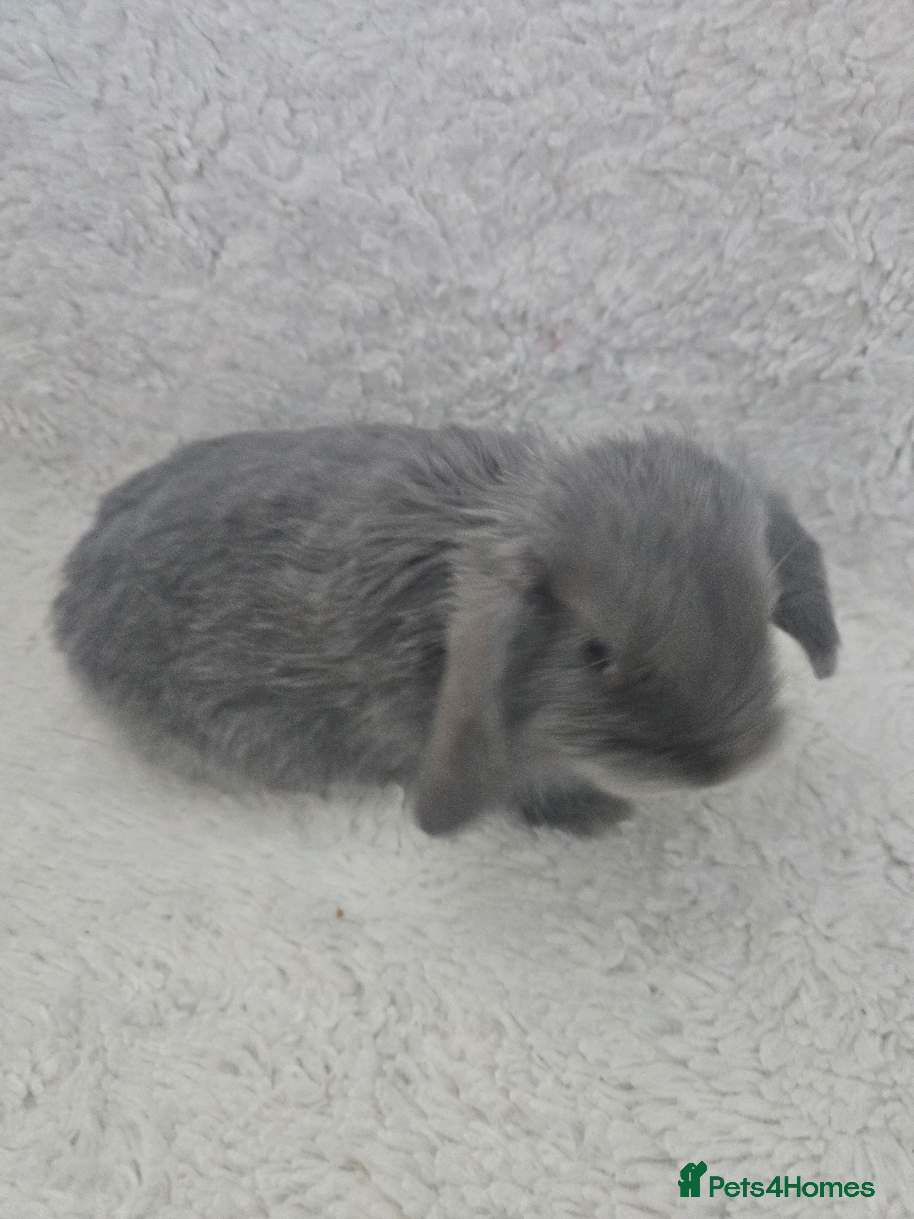 Mini Lop rabbits Mini lops - Advert 12
