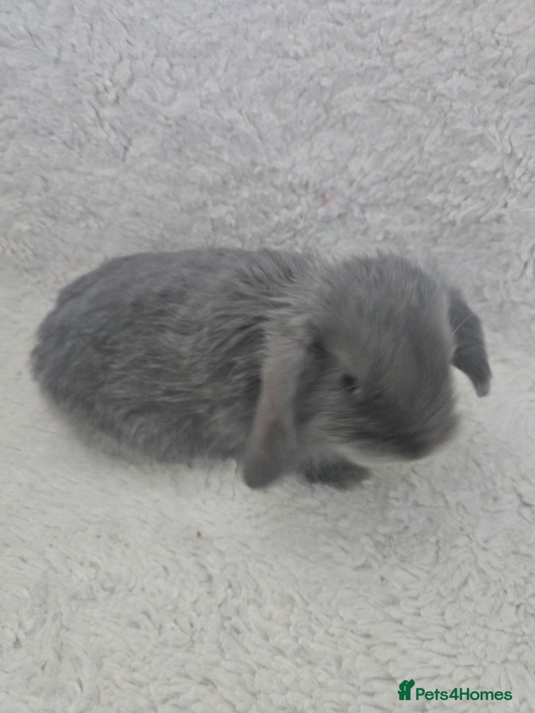 Mini Lop rabbits for sale: Mini lops - Advert 1