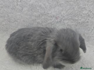 Mini Lop rabbits Mini lops - Advert 2