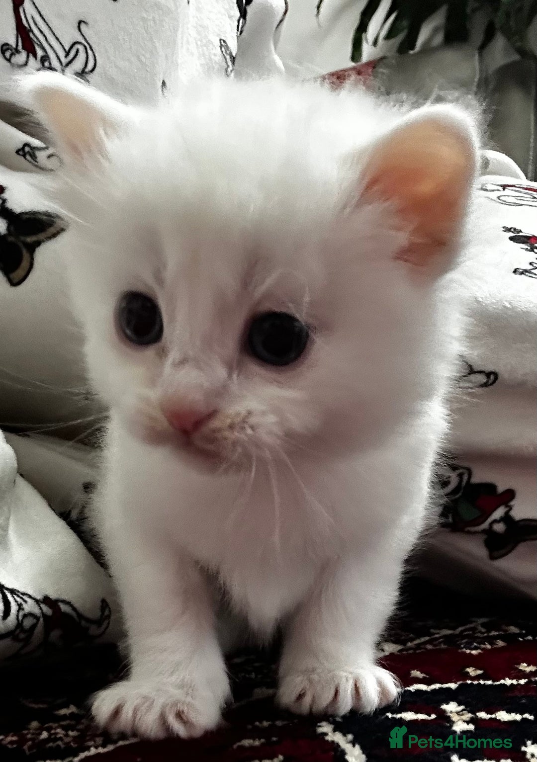 Siamese cats for sale: Siamese x russian blue kittens - Advert 14