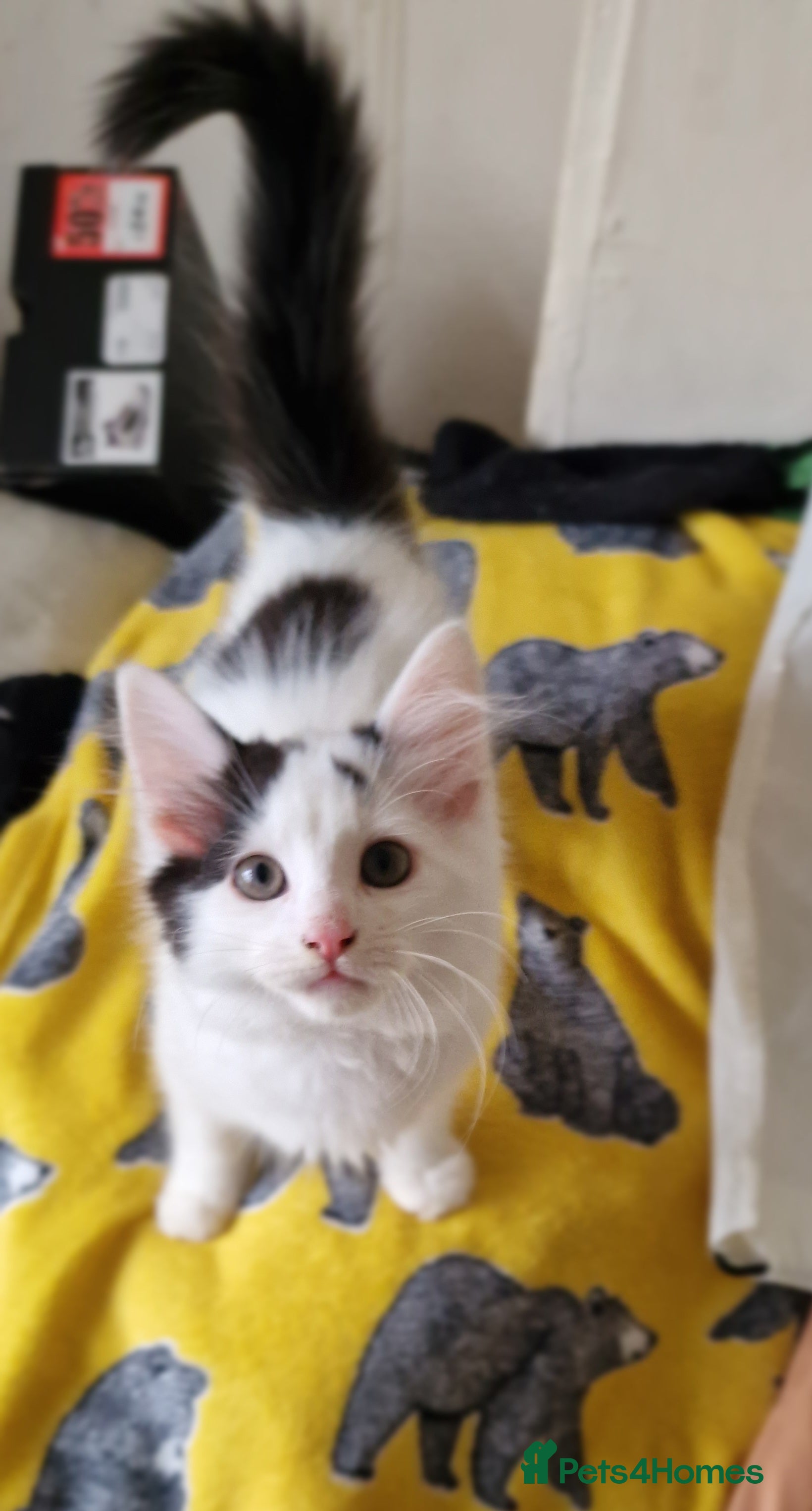 Mixed Breed cats Lovely Kittens  - Advert 20