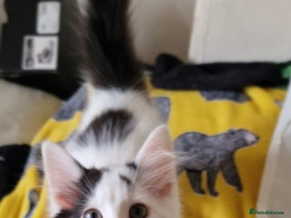 Mixed Breed cats Lovely Kittens - Advert 17