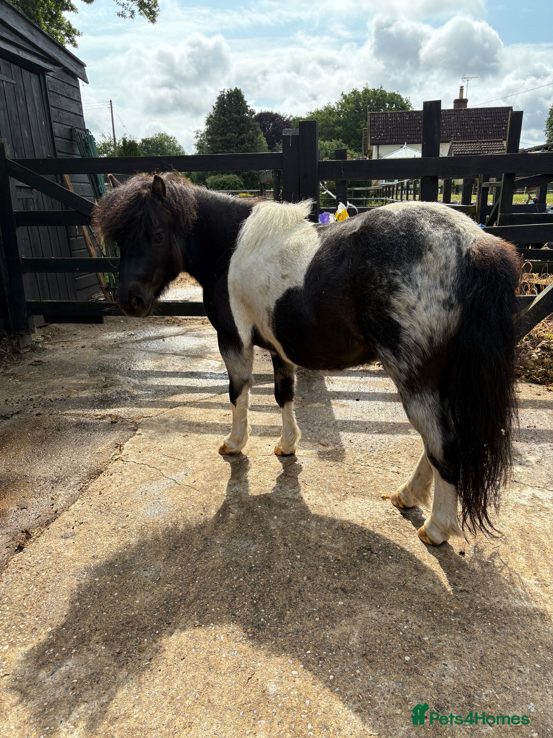 Shetland pony horses for sale: Glenmarsh holly - Image 6