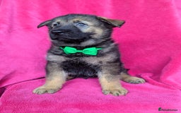 German Shepherd dogs for sale: Adorable German Shepherd puppies - Image 8