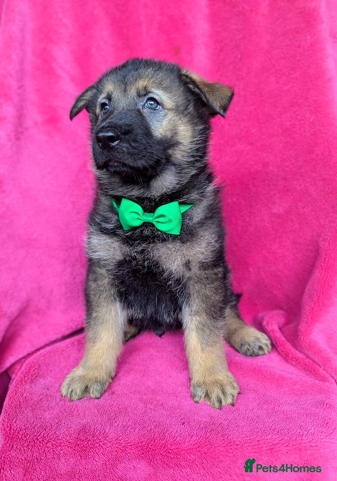 German Shepherd dogs for sale: Adorable German Shepherd puppies - Image 8