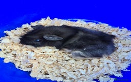 Guinea Pig rodents for sale: 2 baby male Guinea pigs  - Image 2