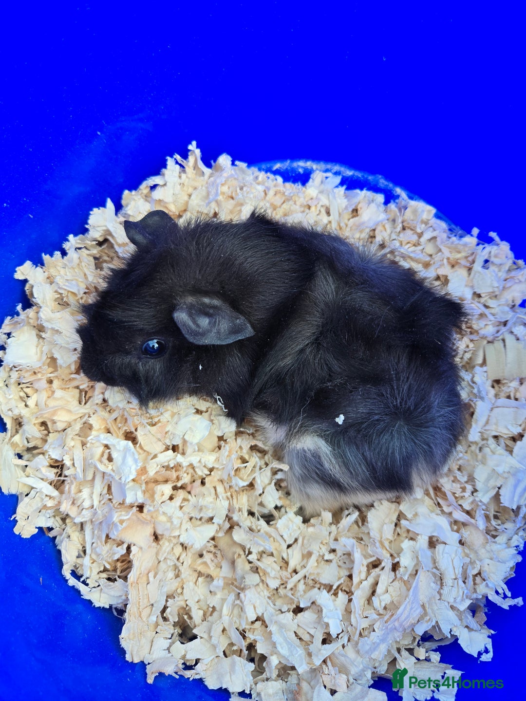 Guinea Pig rodents for sale: 2 baby male Guinea pigs  - Image 2