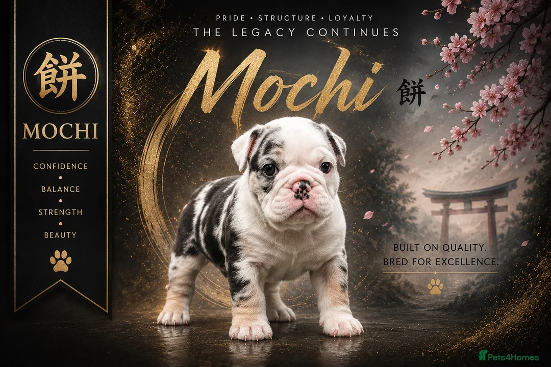 English Bulldog dogs for sale: HEALTH TESTED NEBBR REG OLDE ENGLISH BULLDOG PUPS - Advert 1