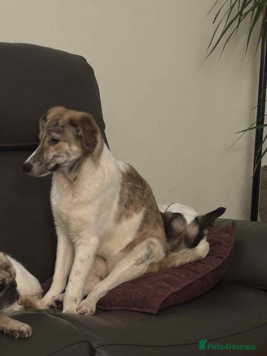 Mixed Breed dogs for adoption: Sylvie - wonderful family dog - Advert 1