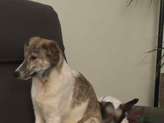 Mixed Breed dogs Sylvie - wonderful family dog - Advert 2