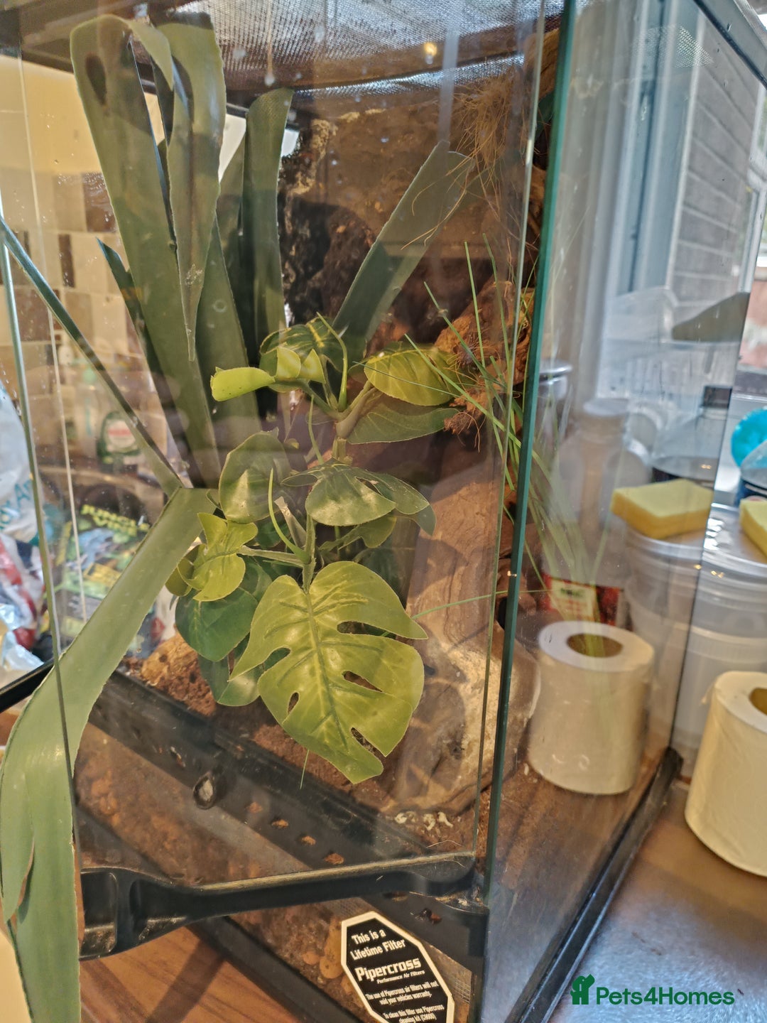 Gecko reptiles for sale: Morning Gecko's and full setup - Image 2