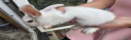 Lionhead rabbits for sale: Lop lionheads- ready now - Advert 12