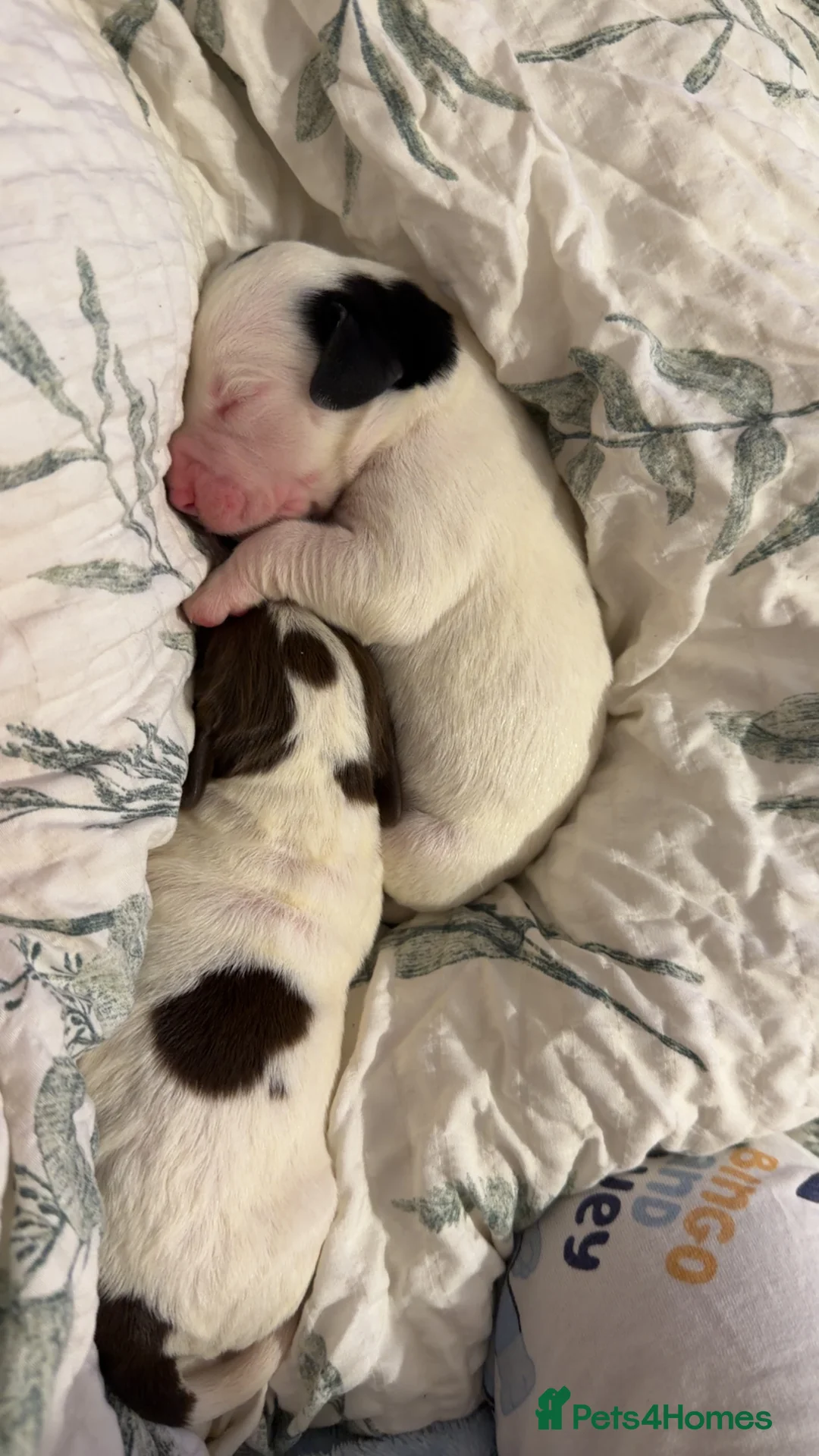 Mixed Breed dogs for sale: Spreagle  in Launceston - Advert 2