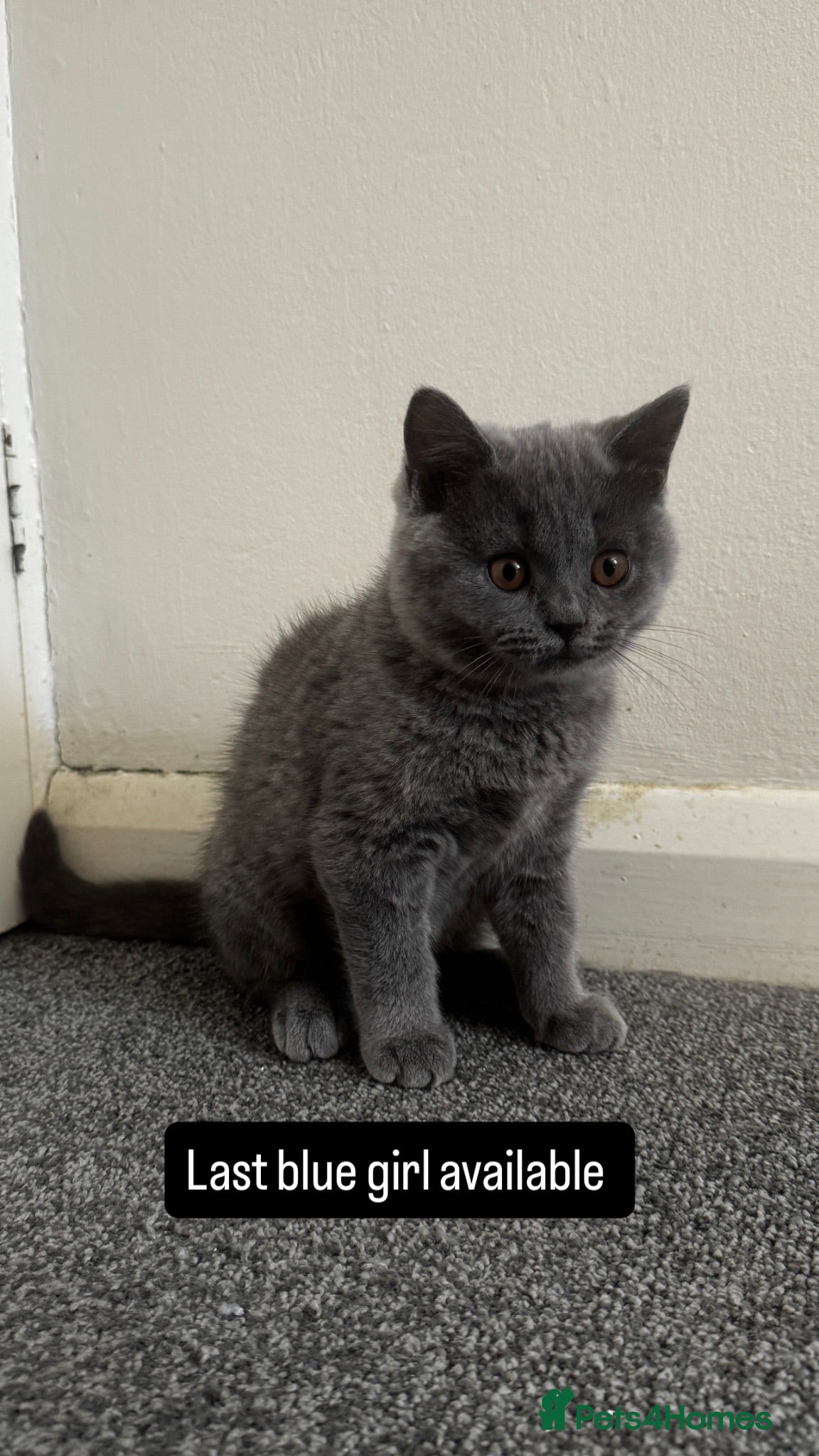 British Shorthair cats British shorthair kittens lilac and blue - Advert 2
