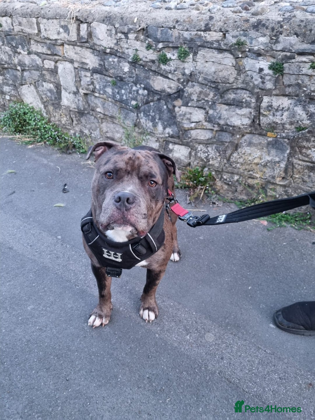American Bull Staffy dogs for sale: Last one Girl Staffordshire waiting for new home - Advert 5