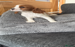 Cavalier King Charles Spaniel dogs for sale: Kennel club reg dna cavalier pups fully vaccine  - Image 15