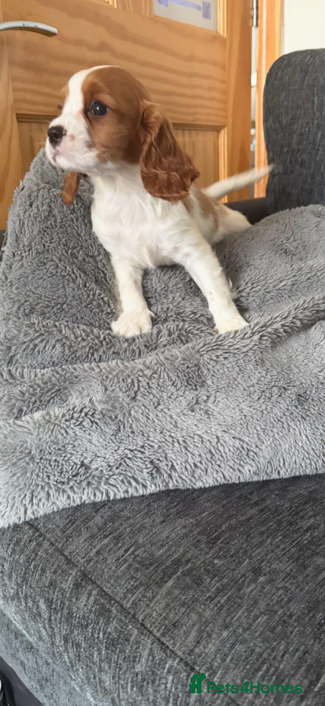 Cavalier King Charles Spaniel dogs for sale: Kennel club reg dna cavalier pups fully vaccine  - Image 15