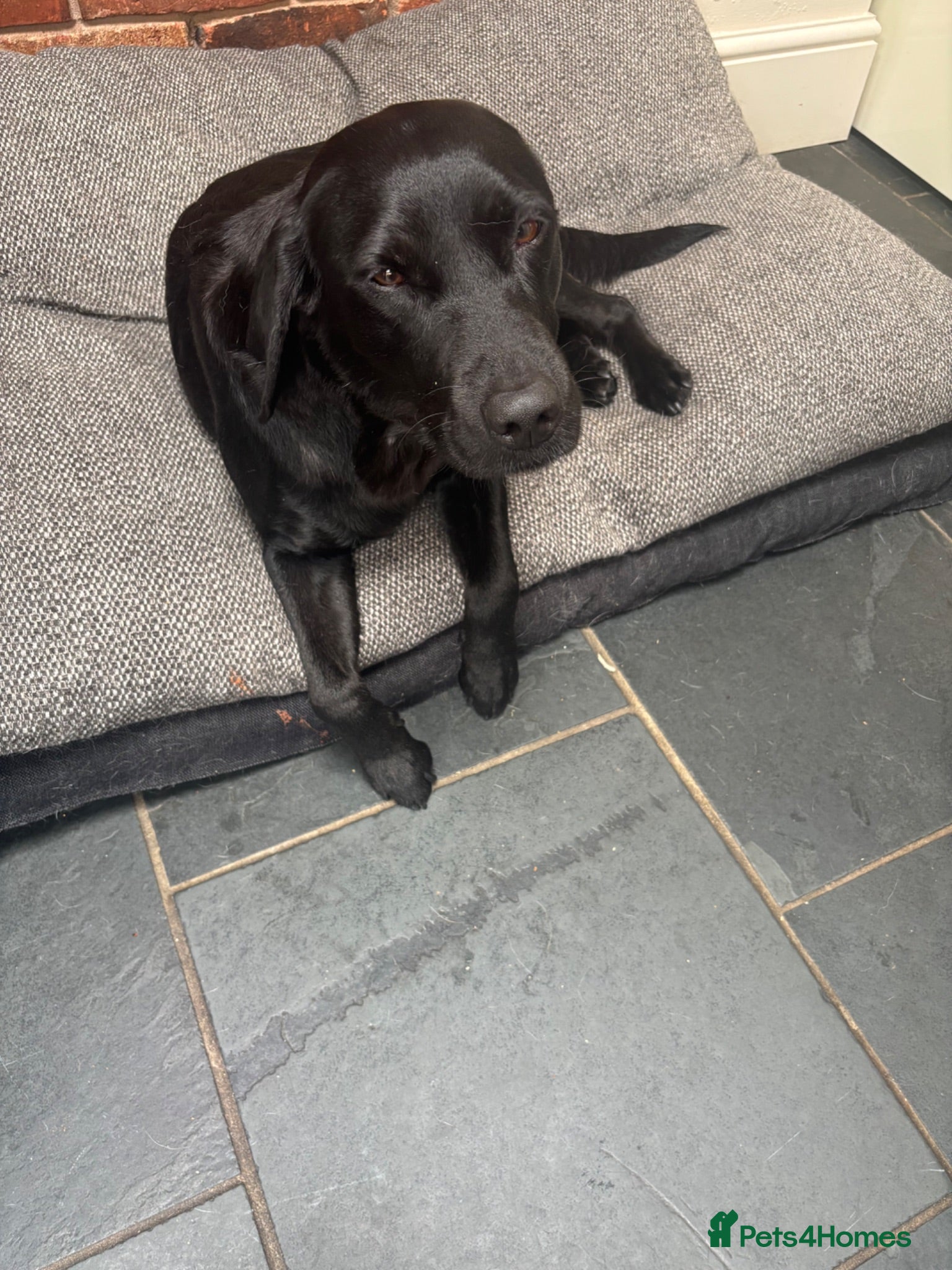 Labrador Retriever dogs Beautiful healthy Labrador puppies  - Advert 3