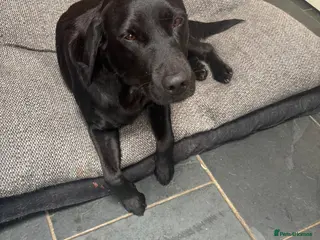 Labrador Retriever dogs Beautiful healthy Labrador puppies - Advert 3