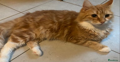 British Longhair cats - Advert 5