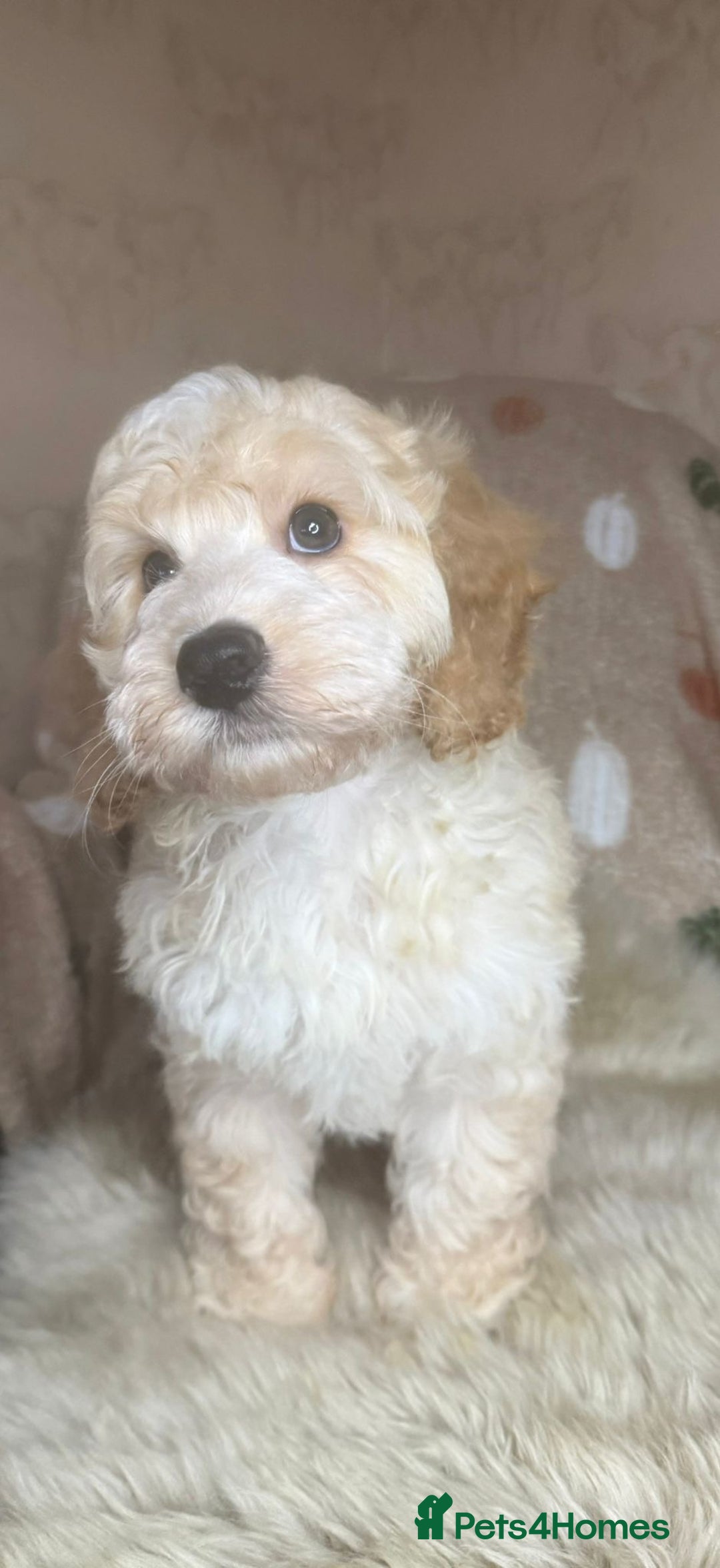 Cockapoo dogs for sale: Pedro f1 cockapoo  - Image 18