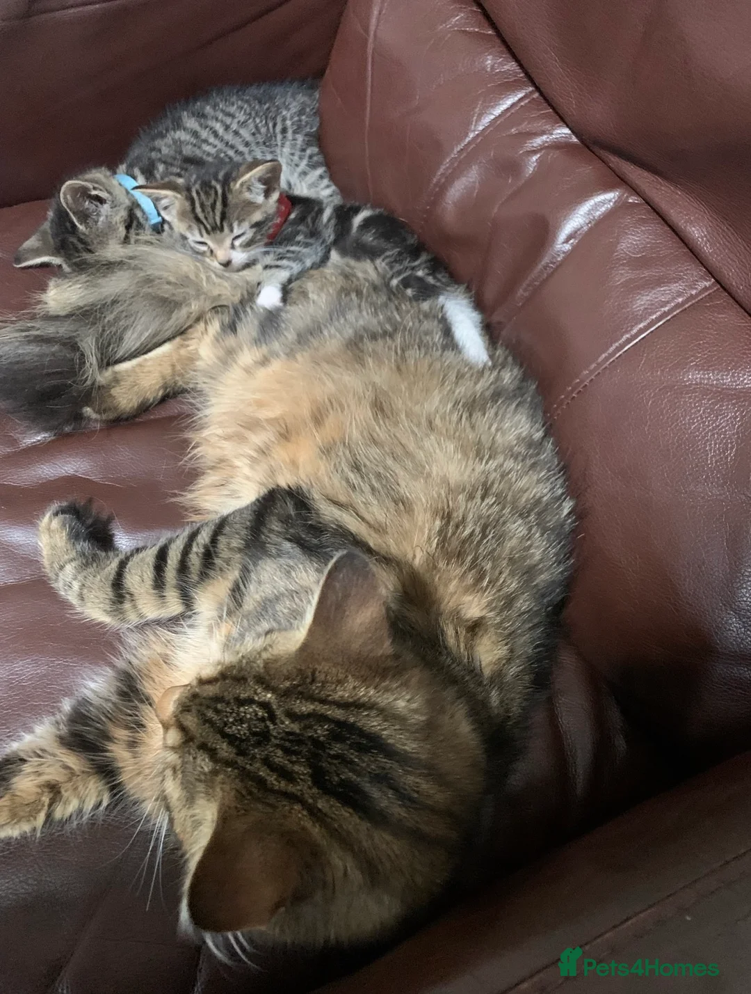 Mixed Breed cats for sale: mixed breed kittens - Advert 2