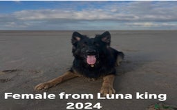 German Shepherd dogs for sale: KC registered 5 generation long coated GSD puppies - Image 14