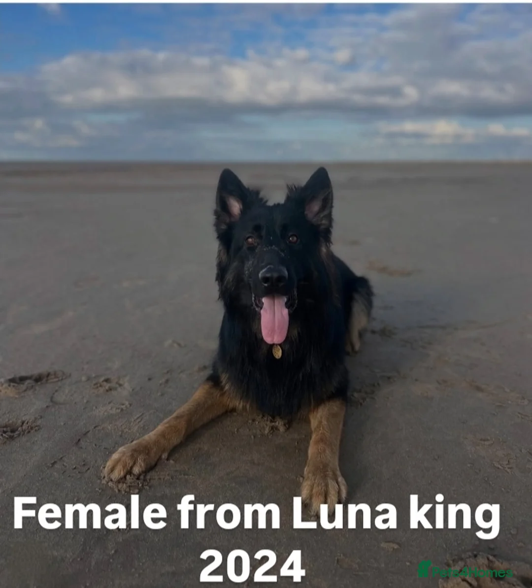 German Shepherd dogs for sale: KC registered 5 generation long coated GSD puppies - Advert 13